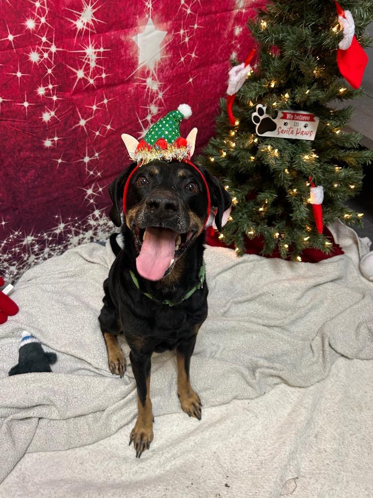 Enlarge Rick, a Adoptable mixed breed in Clinton, IL image 5/6