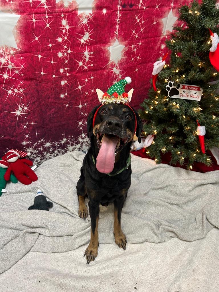 Enlarge Rick, a Adoptable mixed breed in Clinton, IL image 4/6