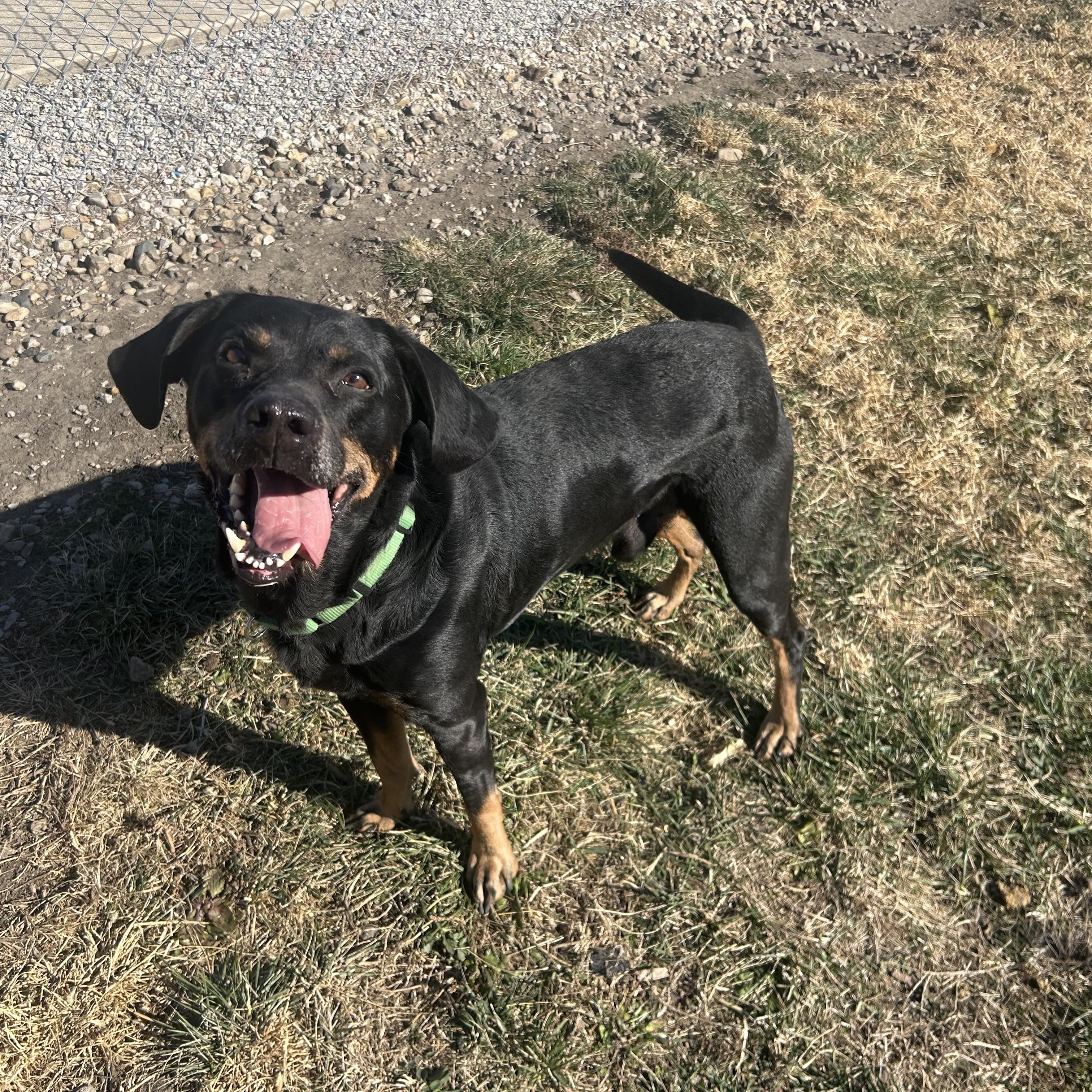 Enlarge Rick, a Adoptable mixed breed in Clinton, IL image 2/6