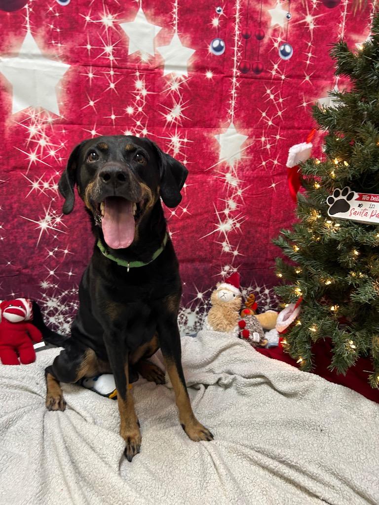 Enlarge Rick, a Adoptable mixed breed in Clinton, IL image 6/6