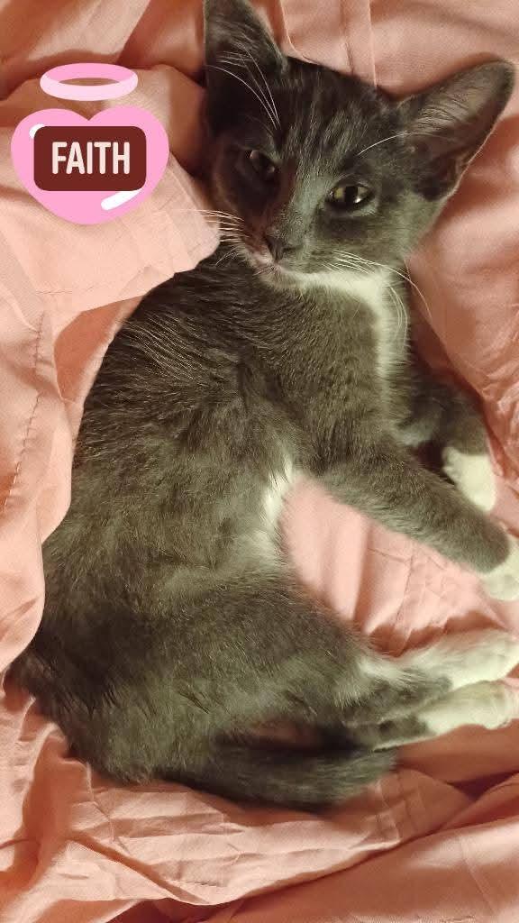Faith, Adoptable, Kitten Female Domestic Short Hair.
