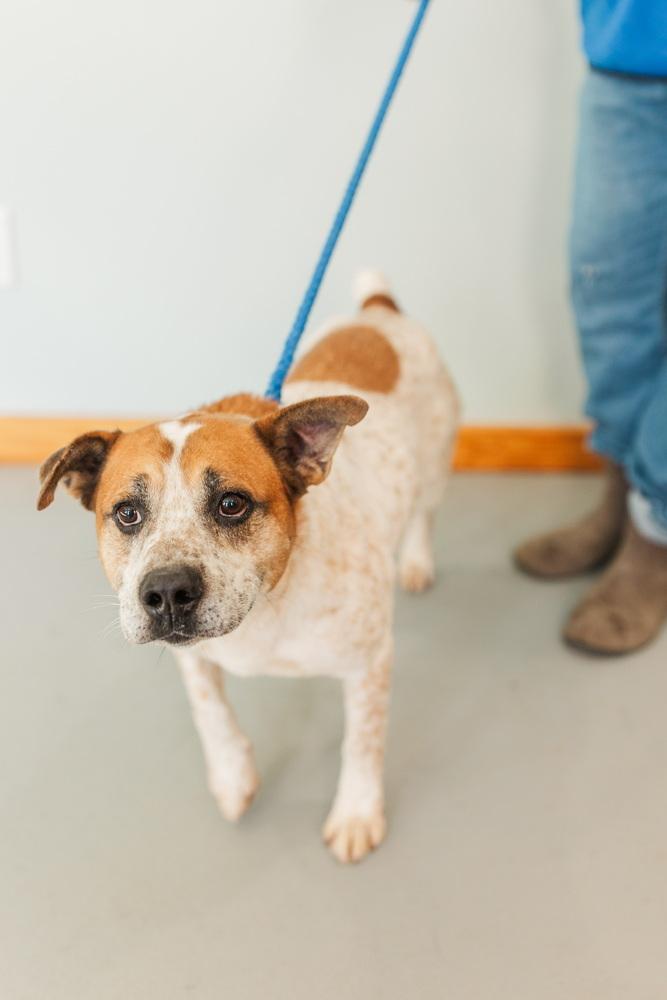 Enlarge Cash (FOSTERED LOCALLY), a Adoptable mixed breed in Leverett, MA image 1/6