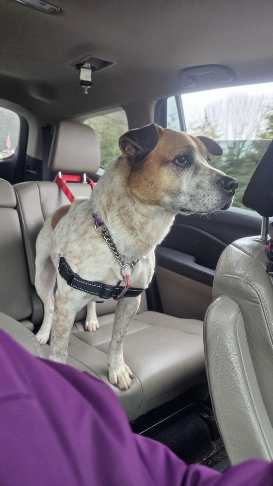 Enlarge Cash (FOSTERED LOCALLY), a Adoptable mixed breed in Leverett, MA image 2/6