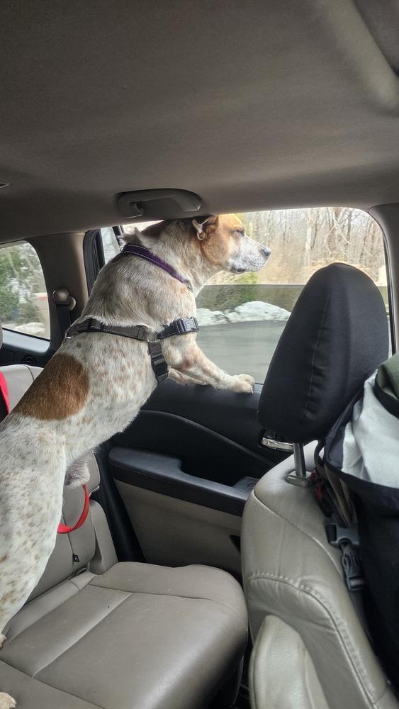 Enlarge Cash (FOSTERED LOCALLY), a Adoptable mixed breed in Leverett, MA image 3/6