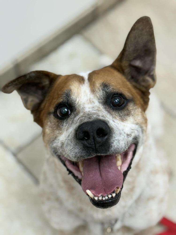 Enlarge Cash (FOSTERED LOCALLY), a Adoptable mixed breed in Leverett, MA image 4/6