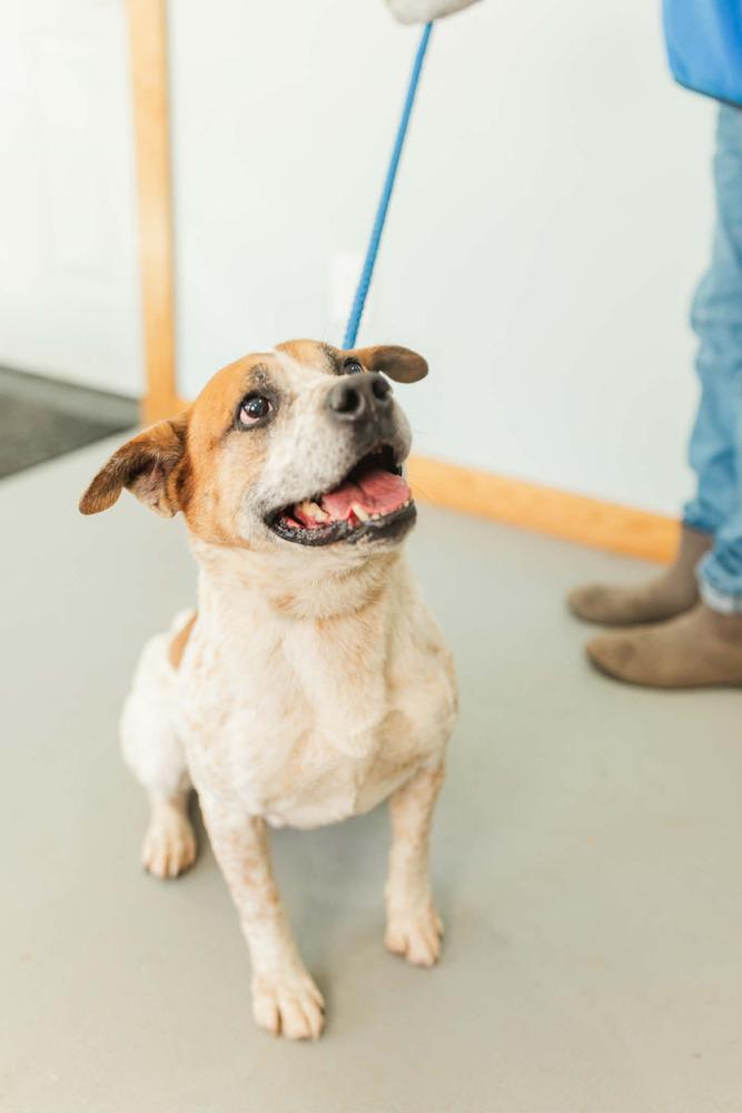 Enlarge Cash (FOSTERED LOCALLY), a Adoptable mixed breed in Leverett, MA image 4/6