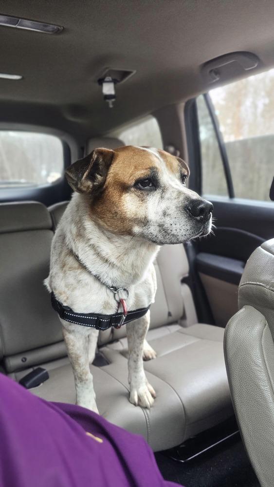 Enlarge Cash (FOSTERED LOCALLY), a Adoptable mixed breed in Leverett, MA image 5/6