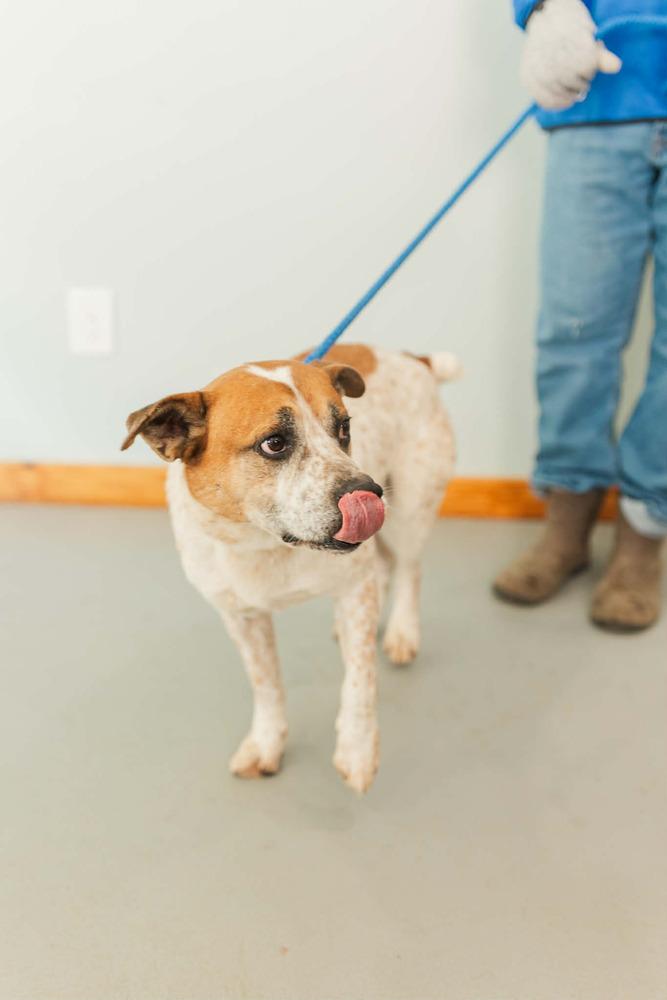 Enlarge Cash (FOSTERED LOCALLY), a Adoptable mixed breed in Leverett, MA image 6/6