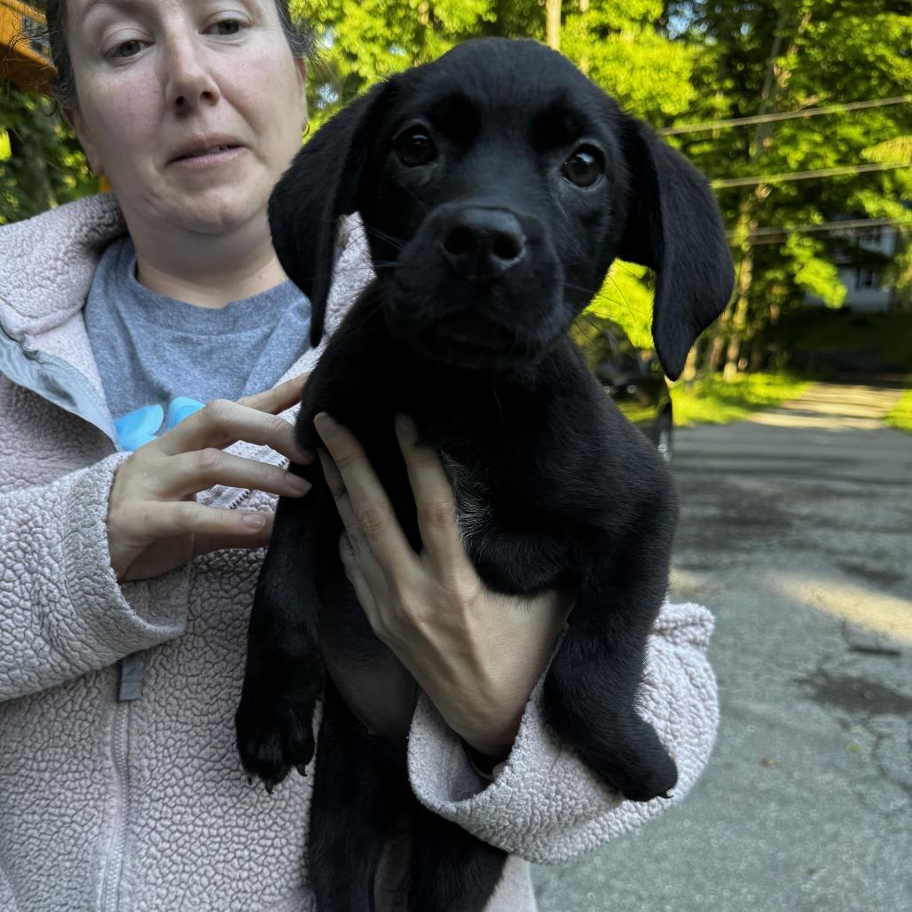 NY Oatmeal Cream Pie Avail Jun 13 (Choice Pet Carmel), a Adoptable mixed breed in Stormville, NY image 2/2