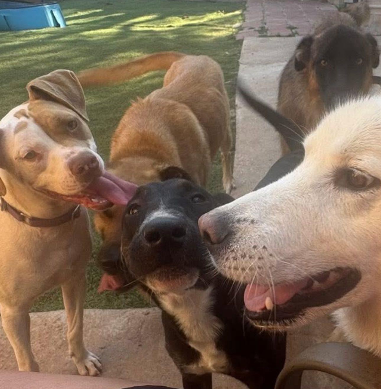 Enlarge Stella, a Adoptable mixed breed in North East, MD image 2/6