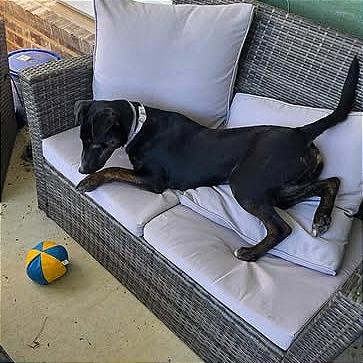 Enlarge Stella, a Adoptable mixed breed in North East, MD image 6/6