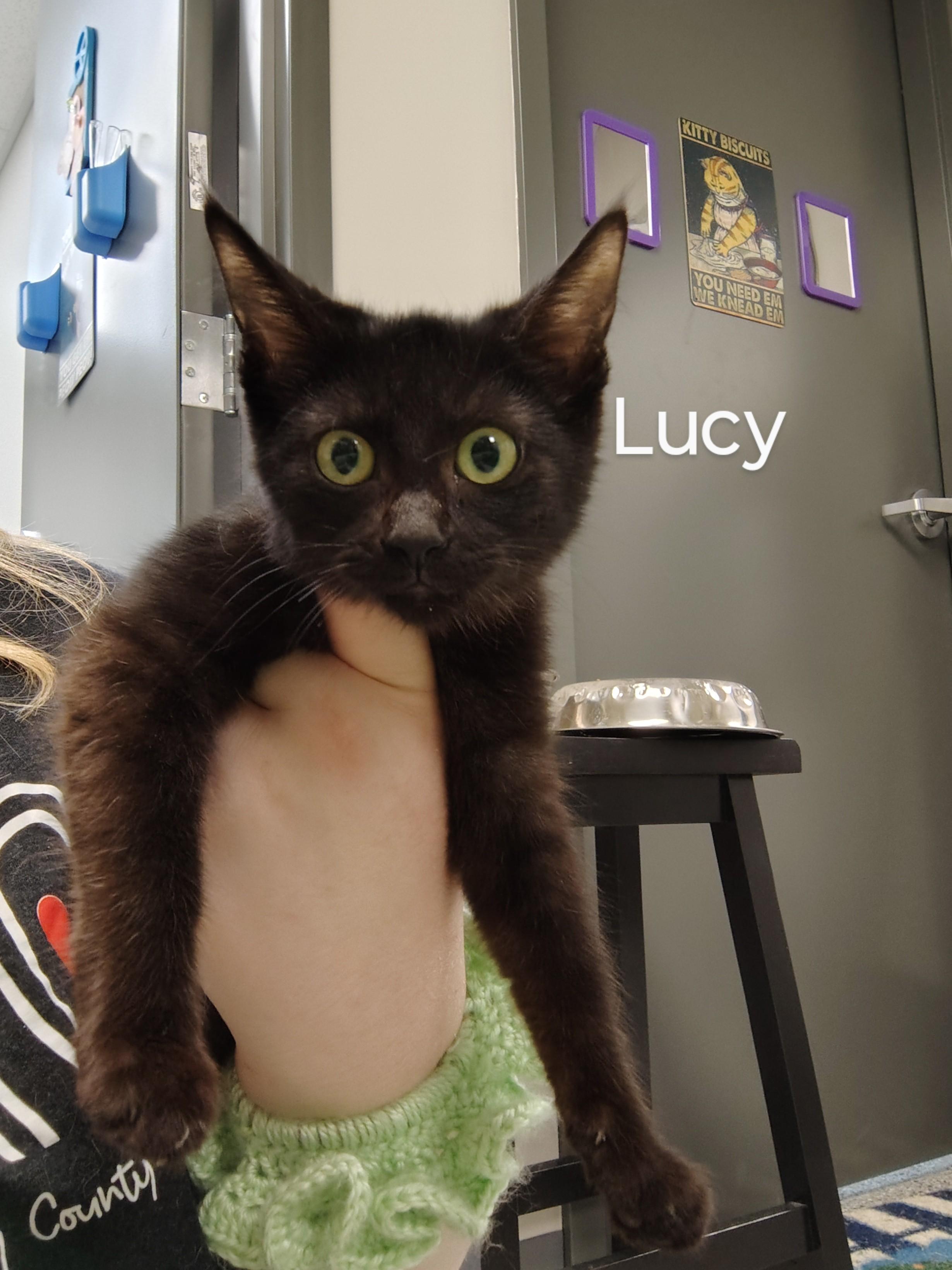 Enlarge Lucy, a Adoptable Domestic Short Hair in Richmond, MO image 1/1