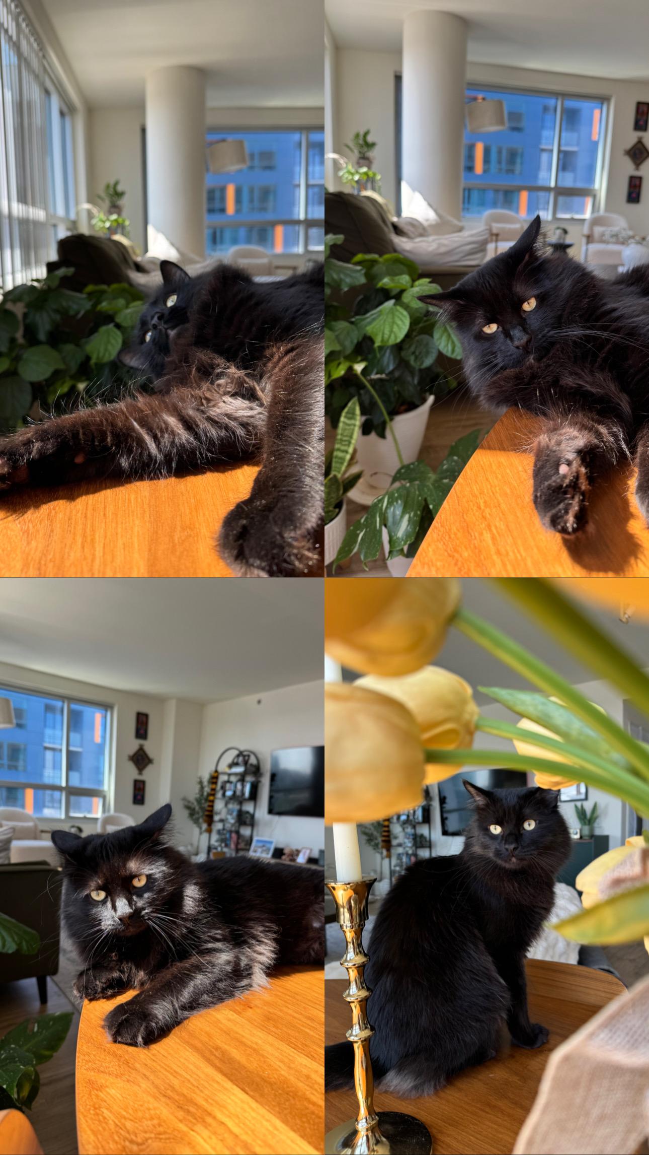 Enlarge Papash, a Adoptable Domestic Long Hair in San Jose, CA image 2/6