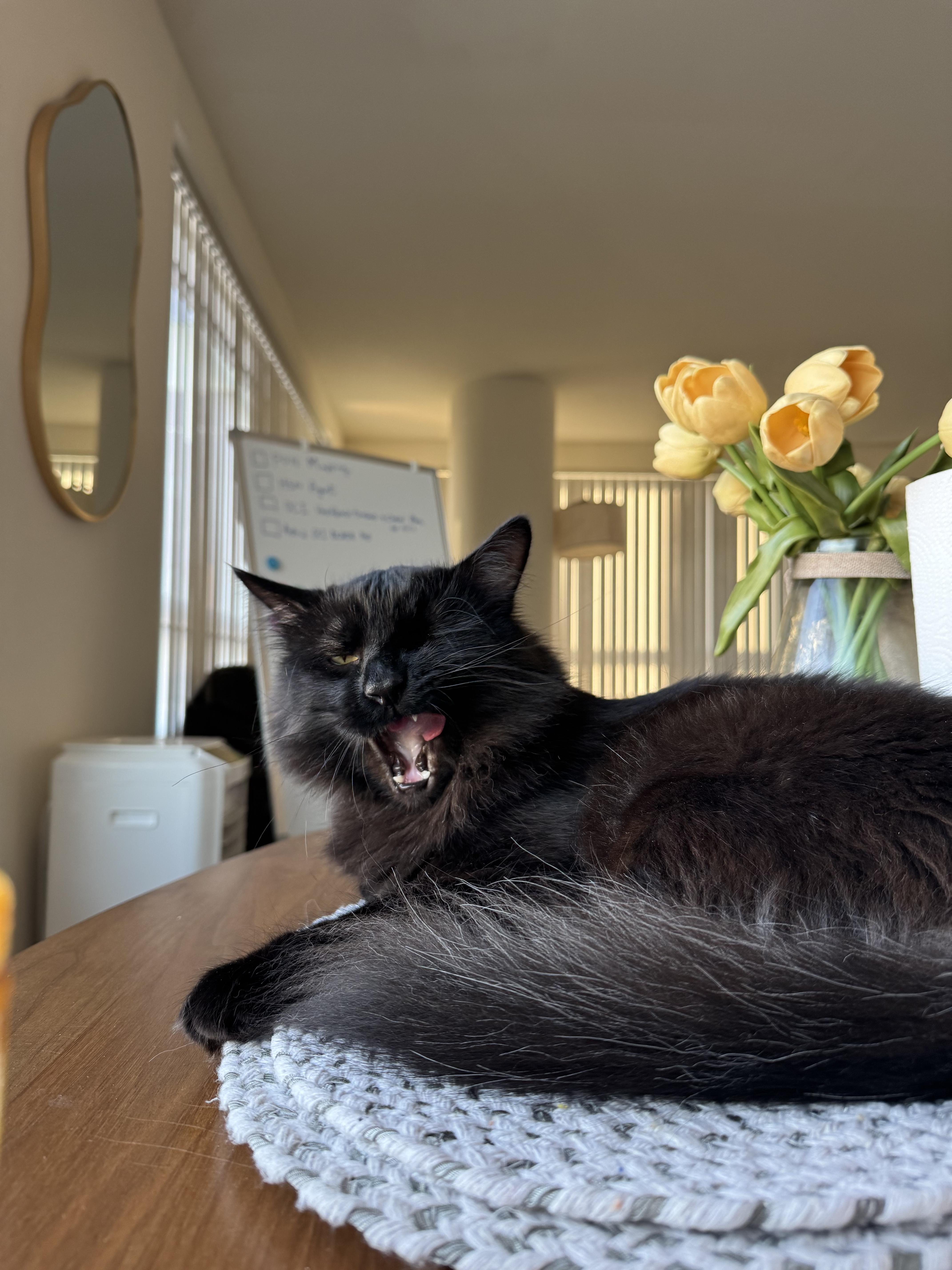 Papash, a ADOPTABLE Domestic Long Hair in San Jose, CA image 3/6