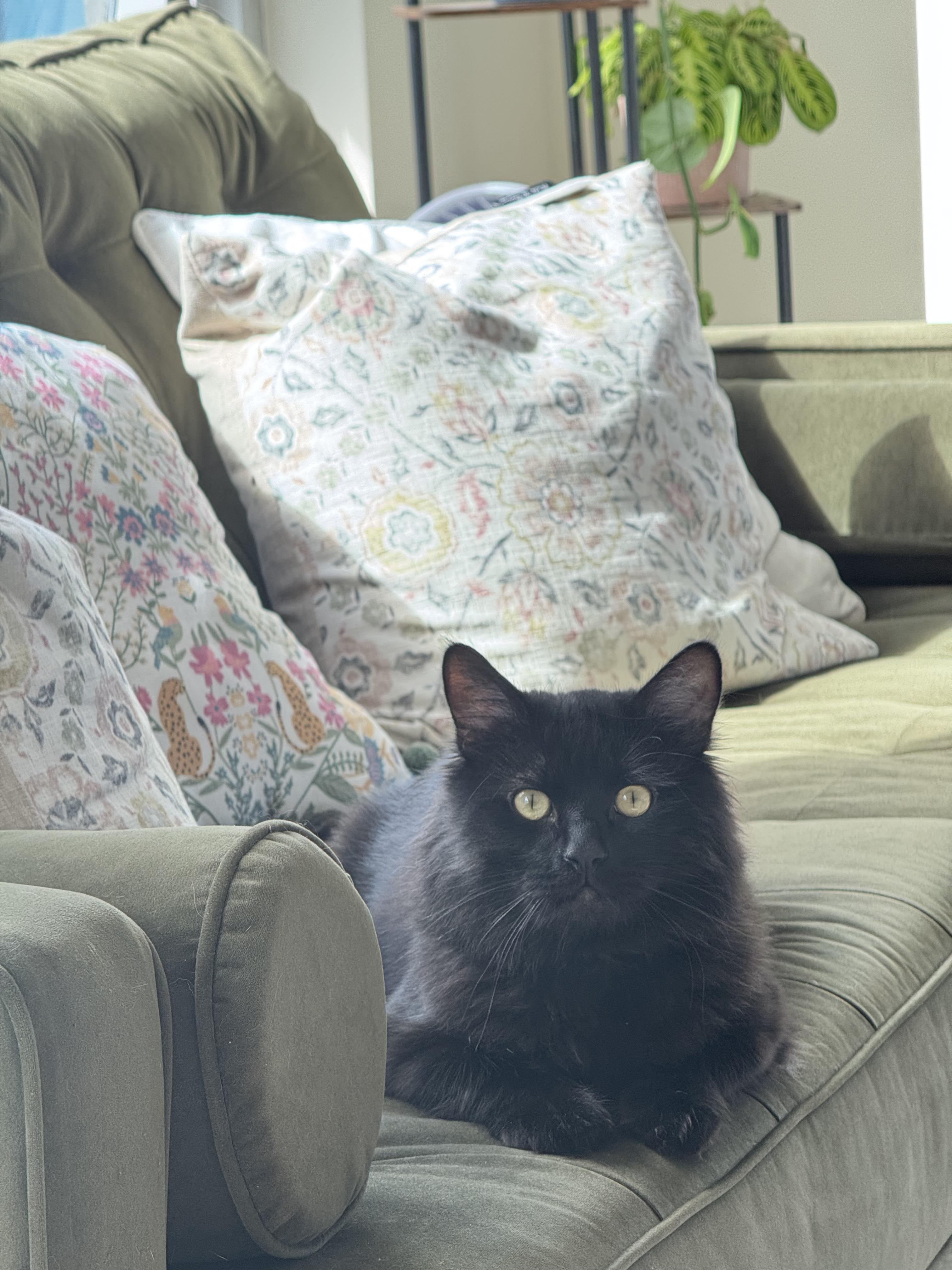 Papash, a ADOPTABLE Domestic Long Hair in San Jose, CA image 6/6