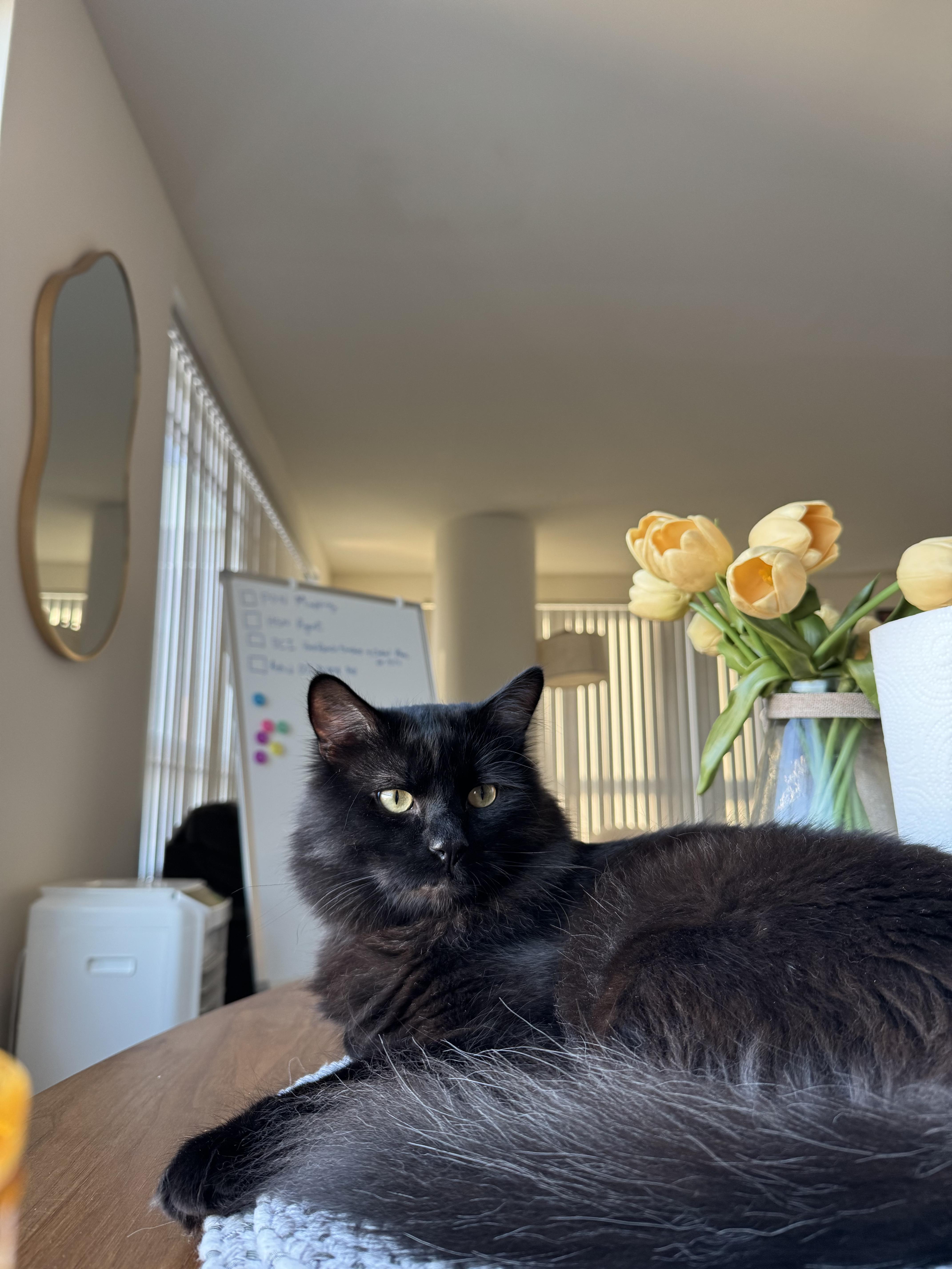 Enlarge Papash, a Adoptable Domestic Long Hair in San Jose, CA image 5/6
