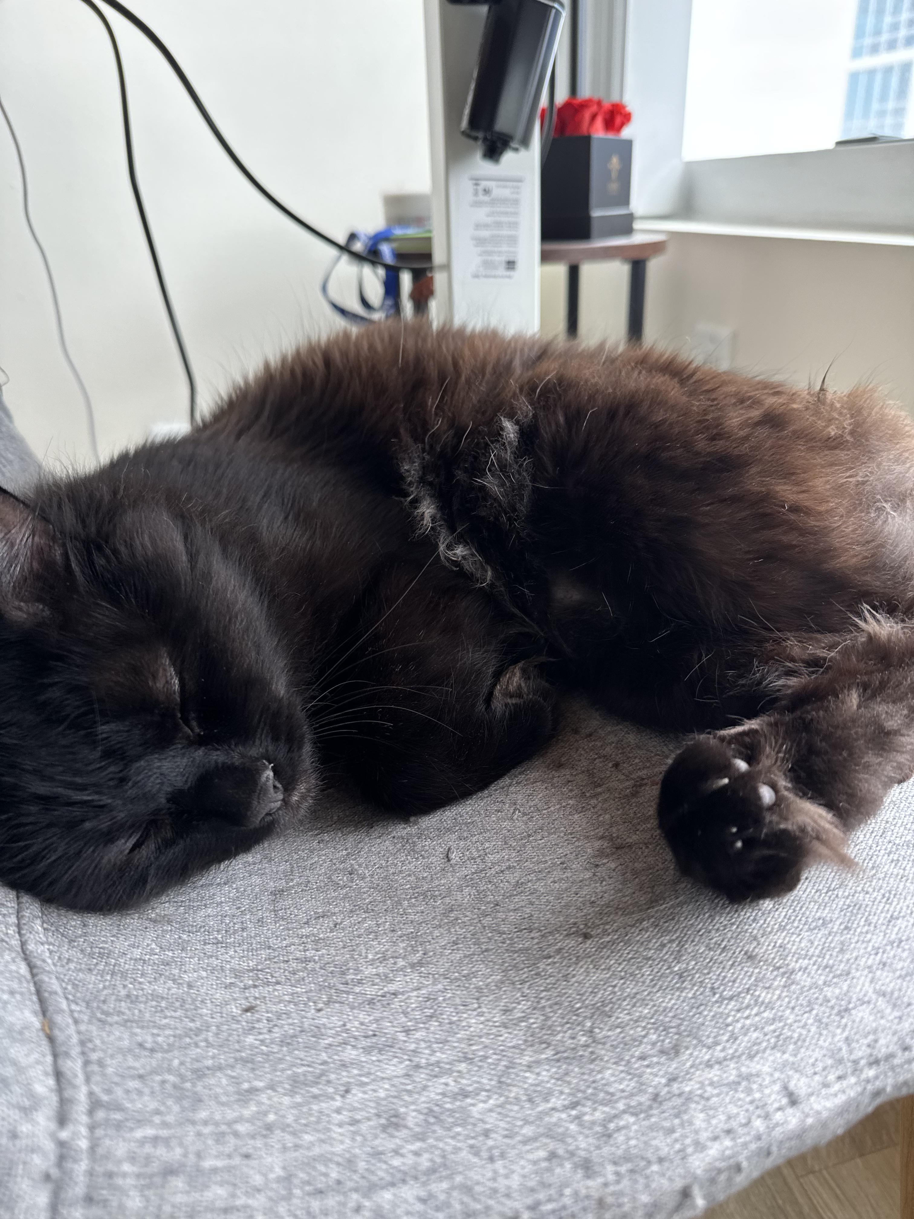 Papash, a ADOPTABLE Domestic Long Hair in San Jose, CA image 2/6