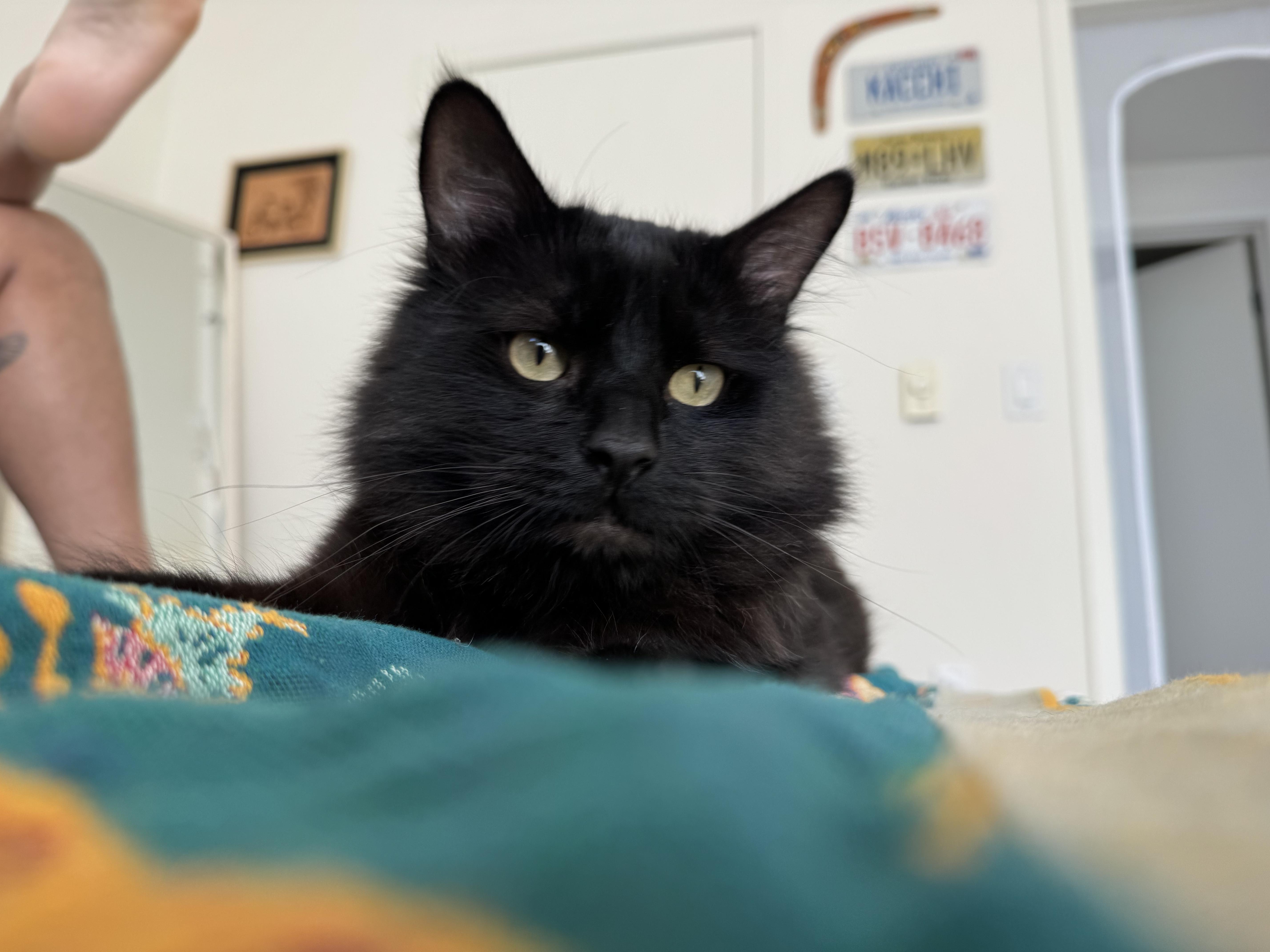 Papash, a ADOPTABLE Domestic Long Hair in San Jose, CA image 1/6