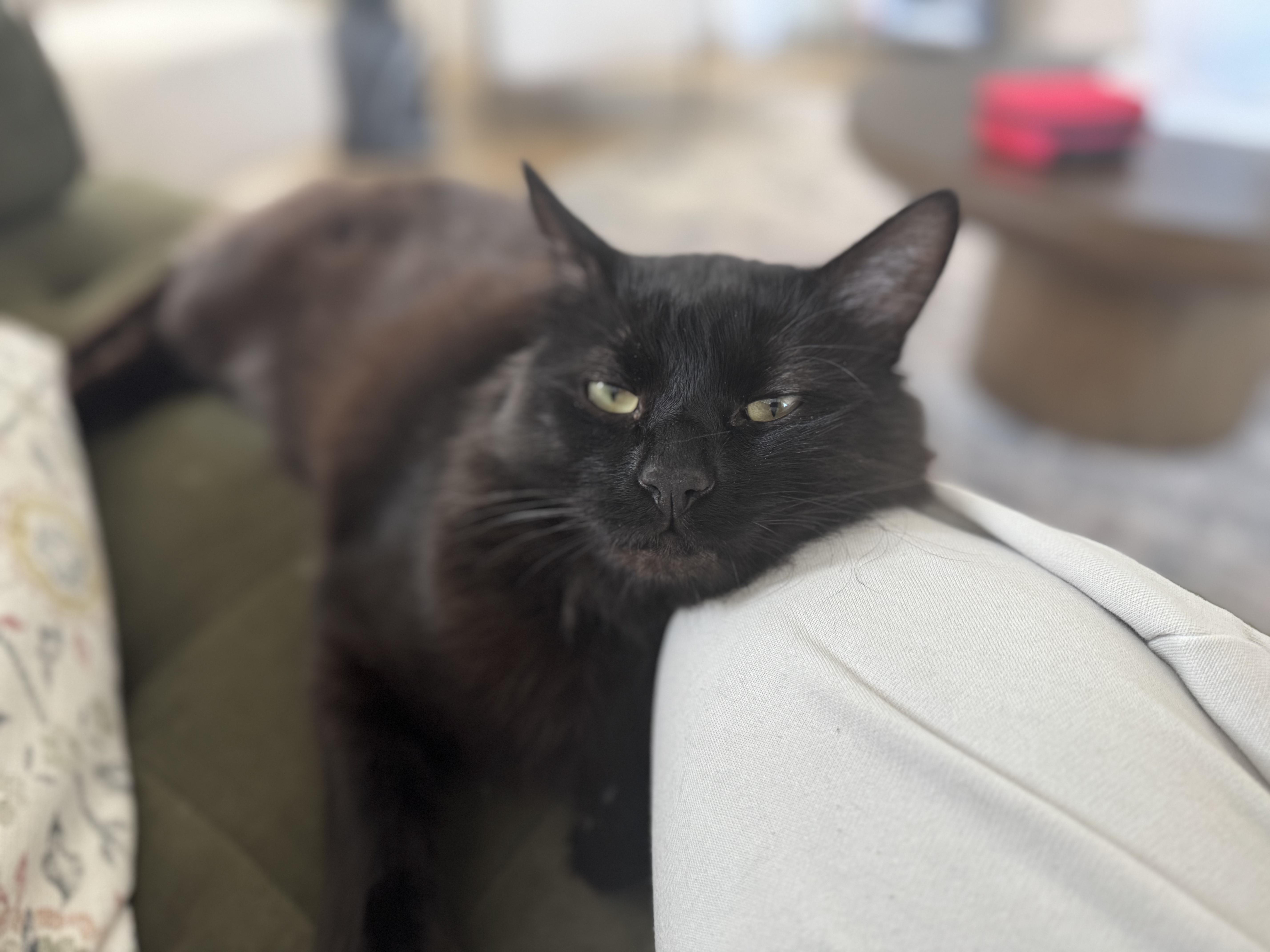 Papash, a ADOPTABLE Domestic Long Hair in San Jose, CA image 5/6