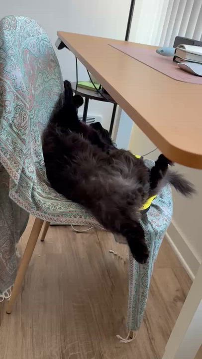 Enlarge Papash, a ADOPTABLE Domestic Long Hair in San Jose, CA video 4/6