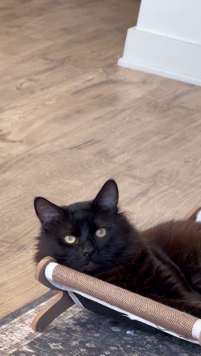 Enlarge Papash, a Adoptable Domestic Long Hair in San Jose, CA video 6/6