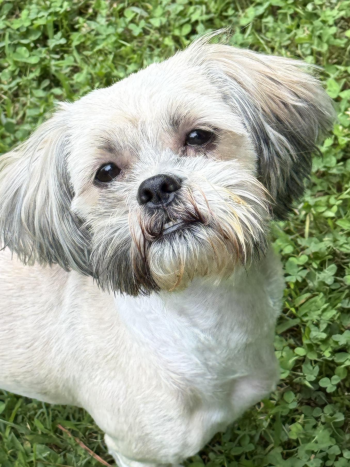Enlarge Joyful, an adopted mixed breed in Cumming, GA image 1/6