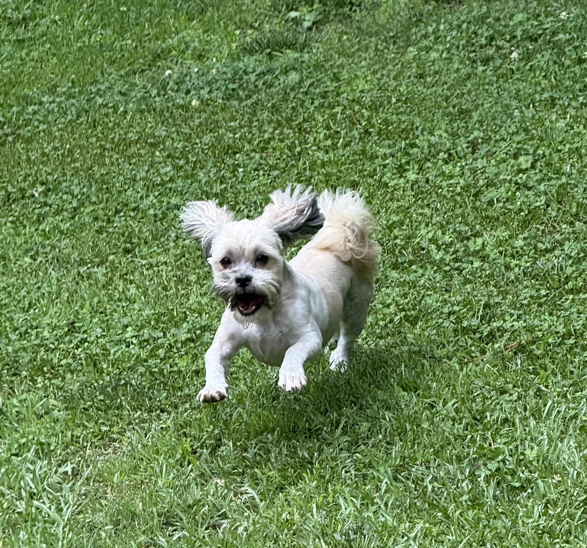 Enlarge Joyful, an adopted mixed breed in Cumming, GA image 5/6
