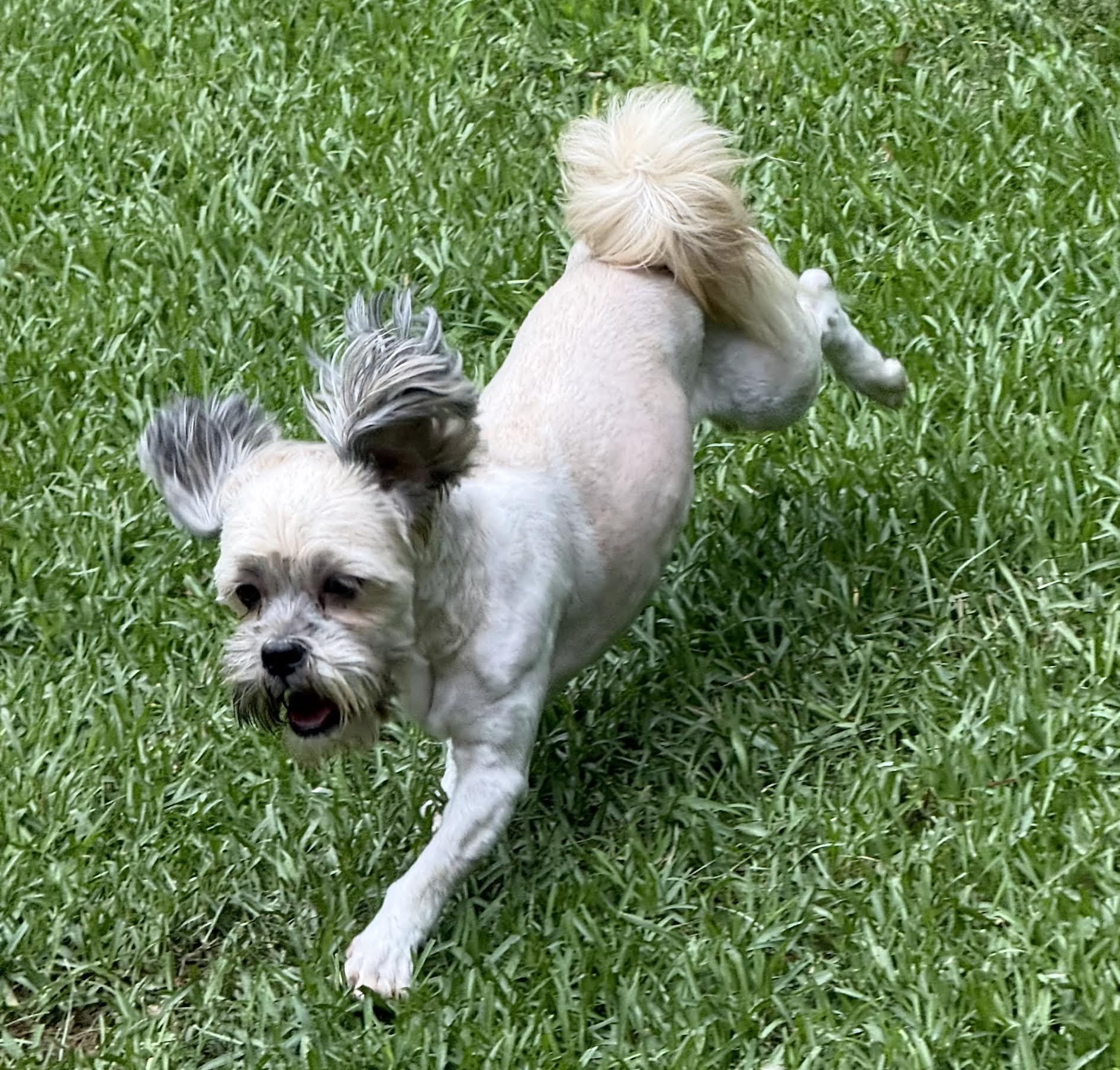 Enlarge Joyful, an adopted mixed breed in Cumming, GA image 4/6