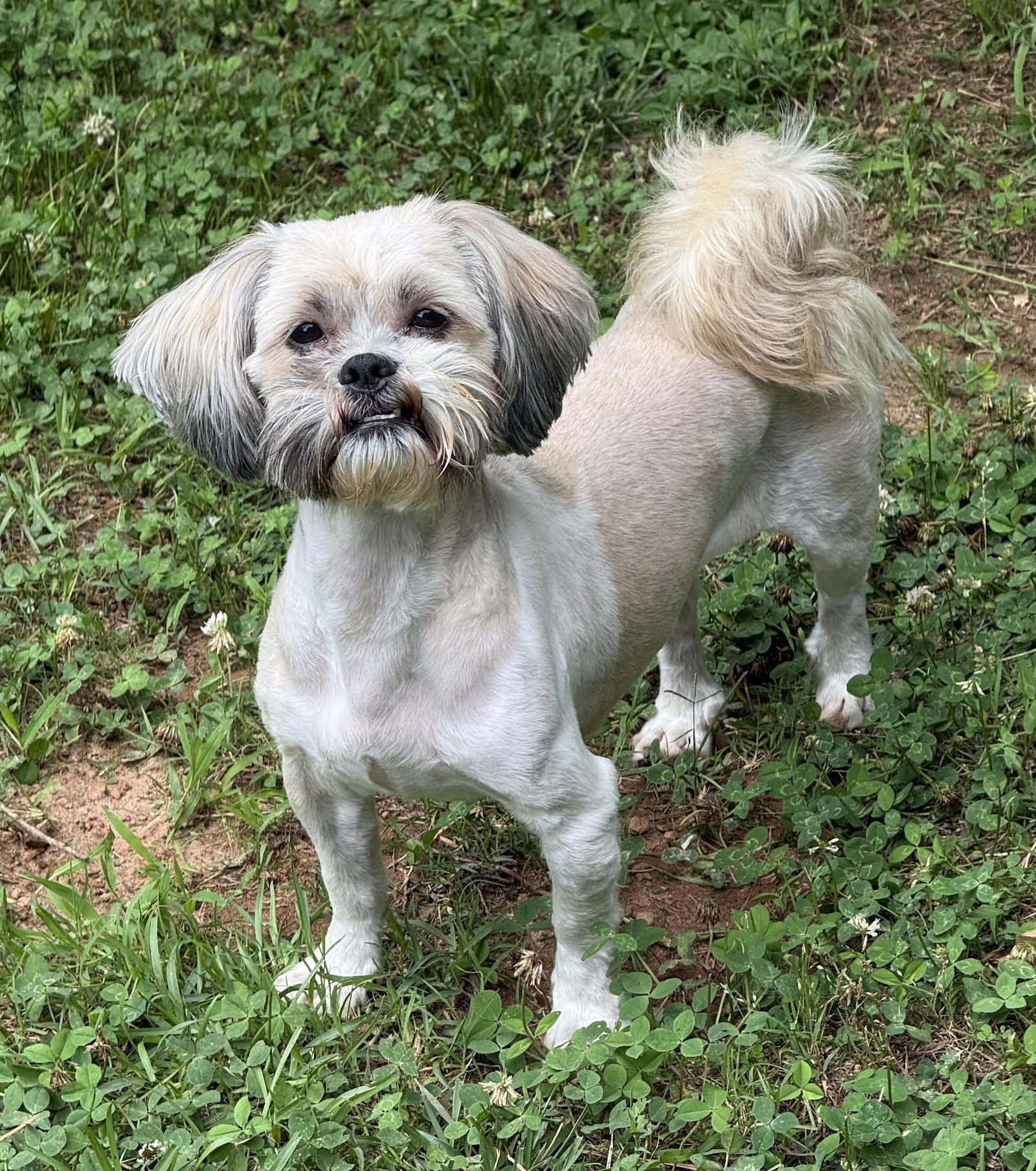 Enlarge Joyful, an adopted mixed breed in Cumming, GA image 6/6