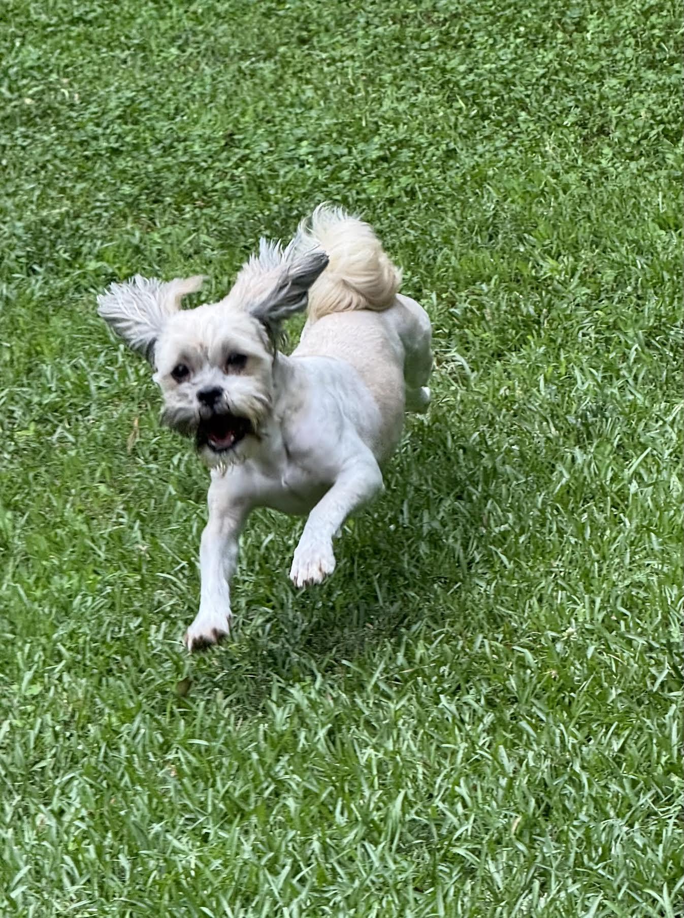 Enlarge Joyful, an adopted mixed breed in Cumming, GA image 2/6
