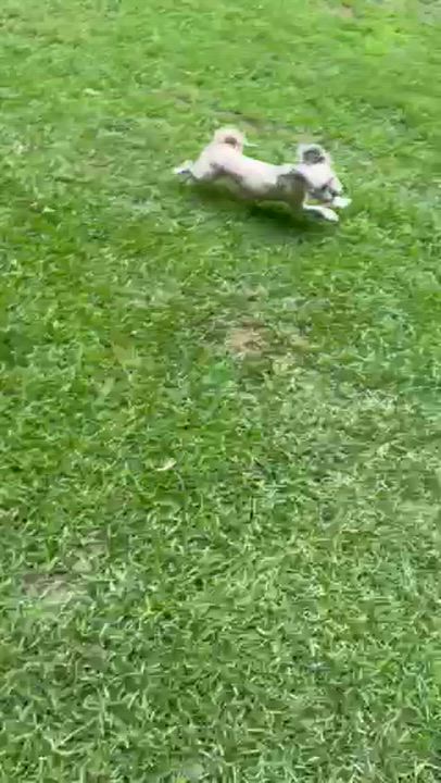 Enlarge Joyful, an adopted mixed breed in Cumming, GA video 3/6
