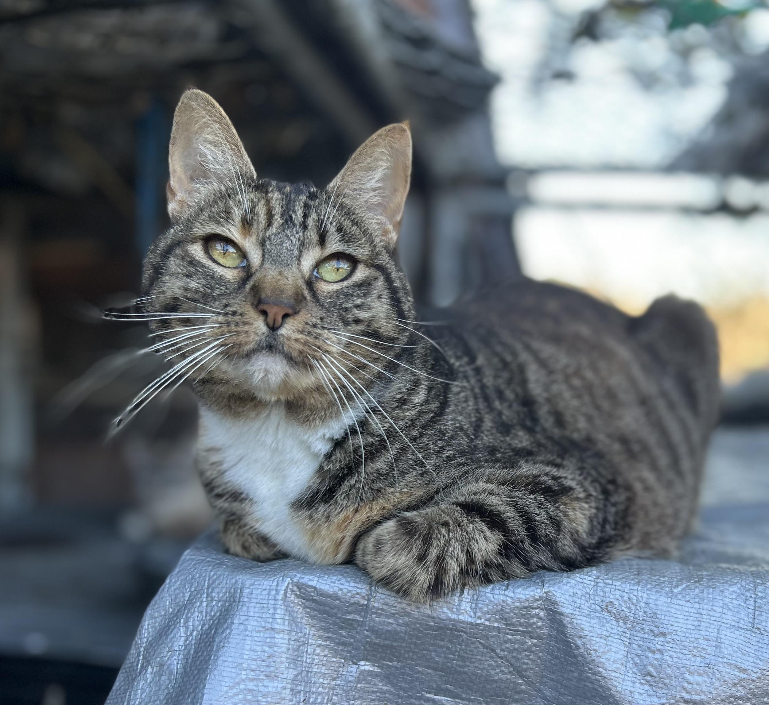 Pickles, Adoptable, Adult Female Domestic Short Hair & Tabby.