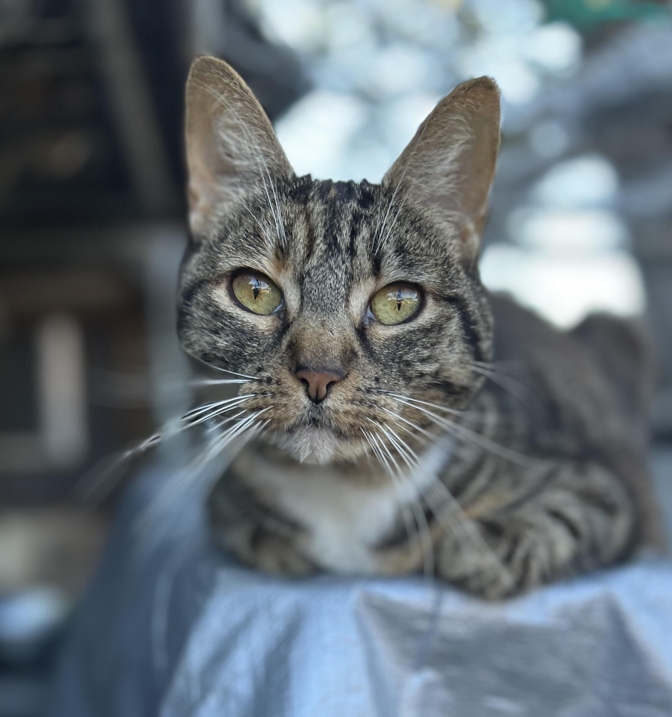 Enlarge Pickles, a Adoptable mixed breed in Kingwood, TX image 3/4