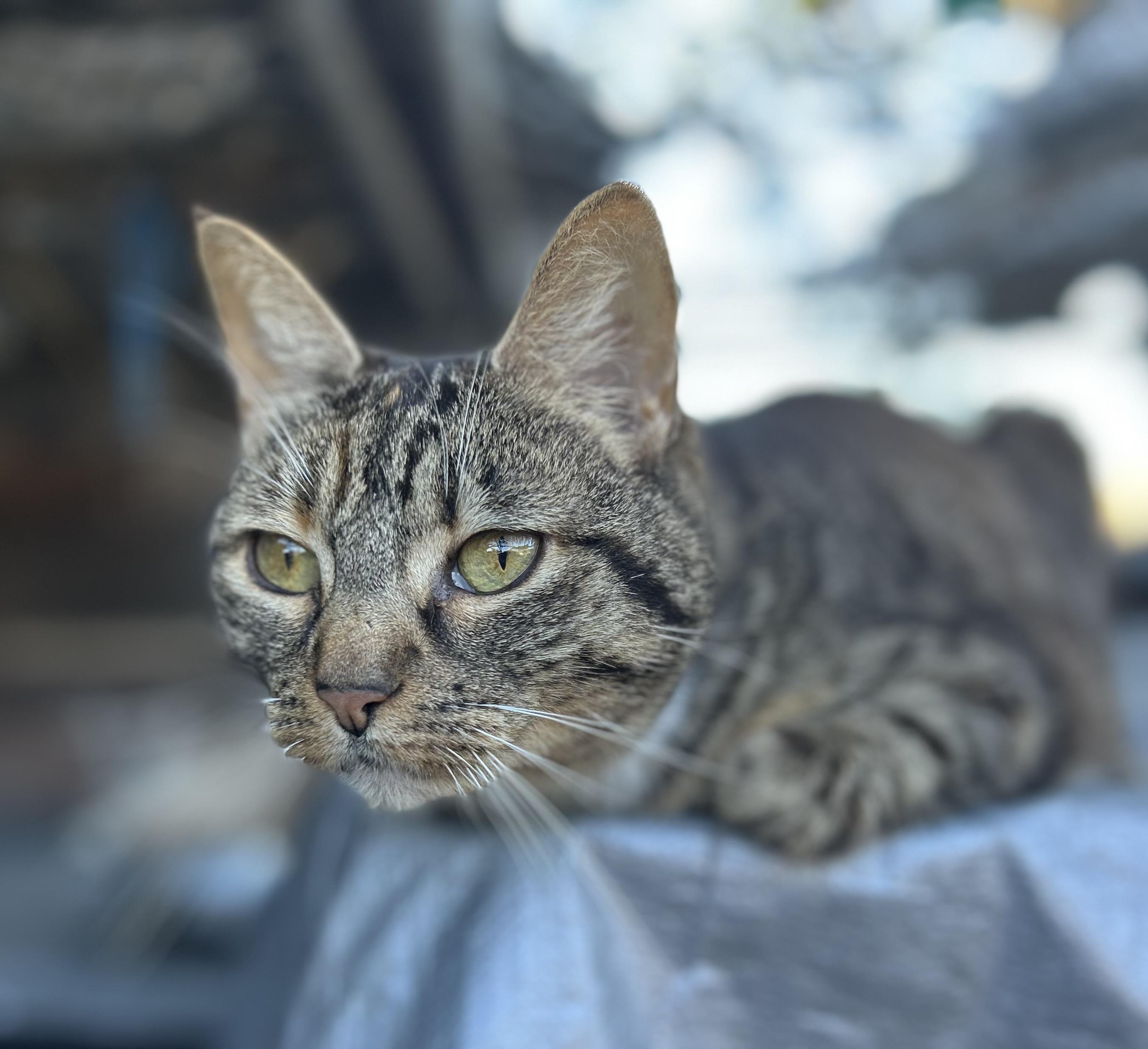Enlarge Pickles, a Adoptable mixed breed in Kingwood, TX image 4/4