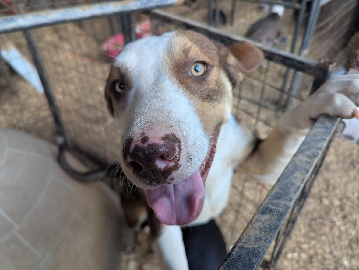 Enlarge DUSTY, a Adopted mixed breed in Fosters, AL image 4/6