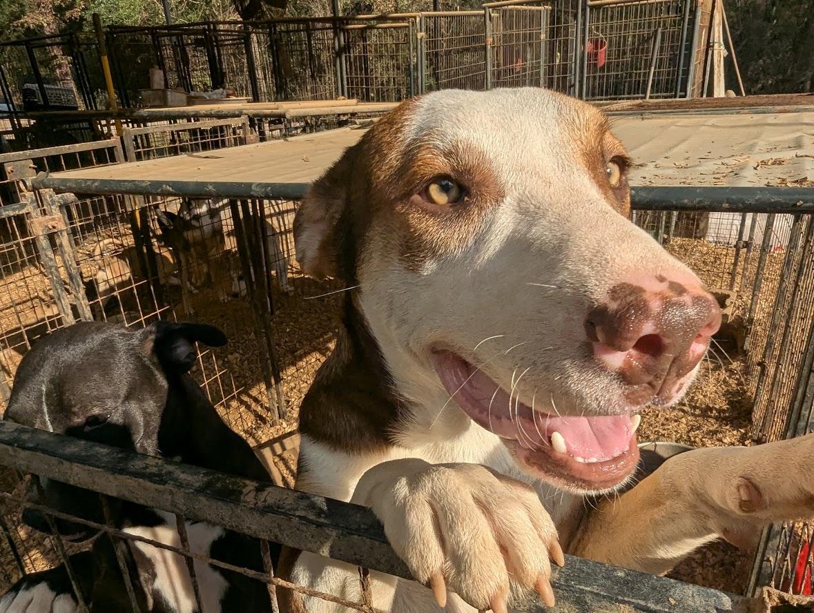 Enlarge DUSTY, a Adopted mixed breed in Fosters, AL image 5/6