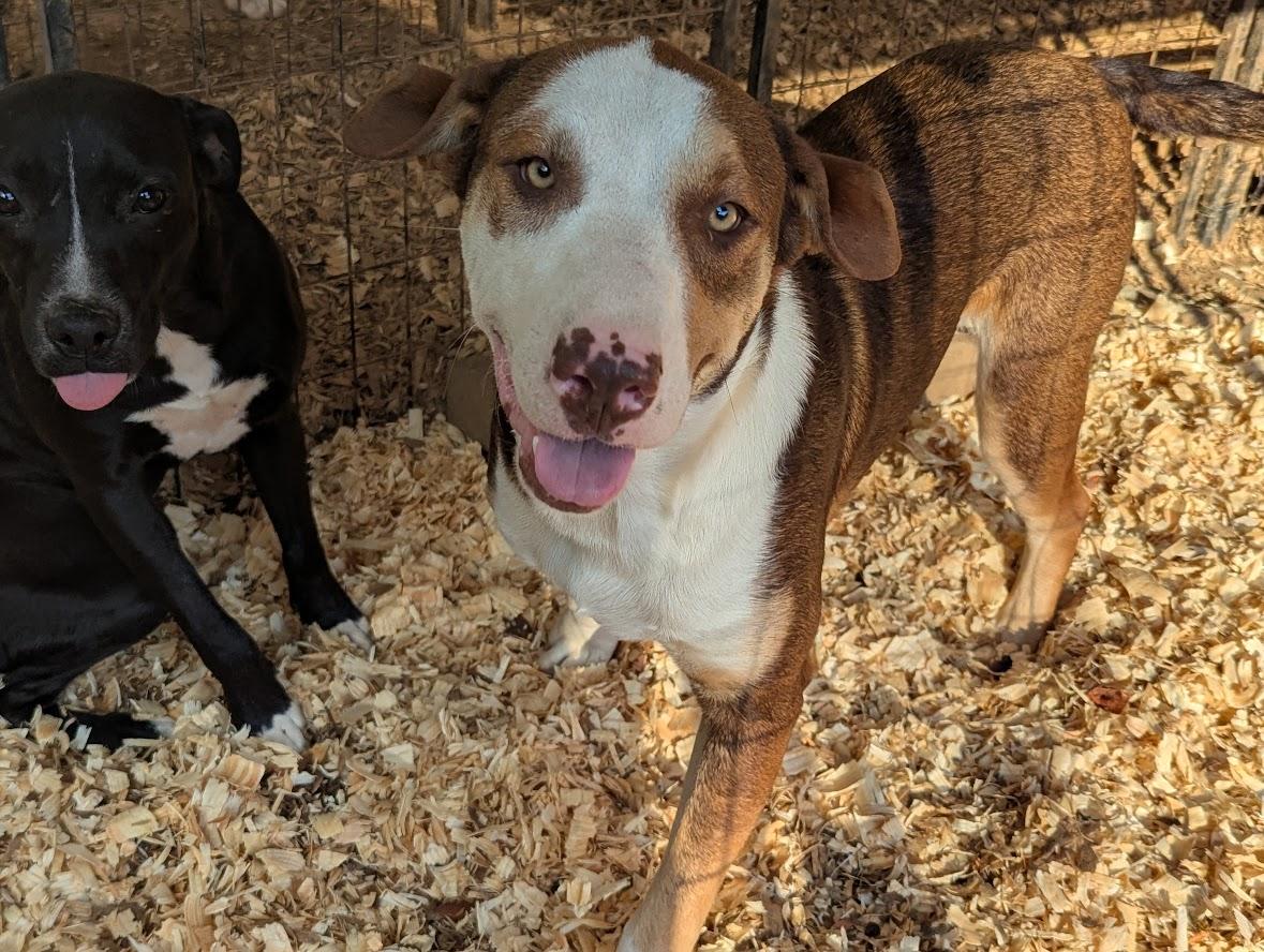 DUSTY, Adopted, Young Male Labrador Retriever & Husky.