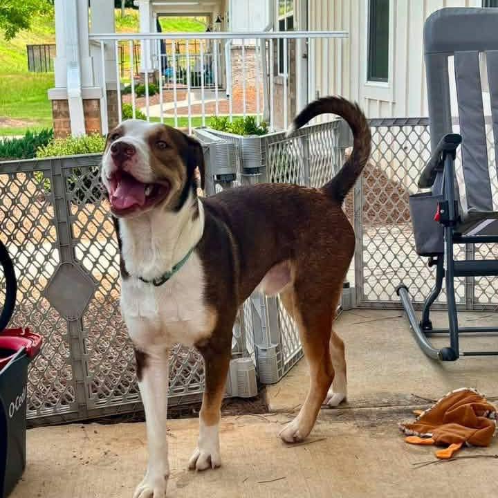 Enlarge DUSTY, a Adopted mixed breed in Fosters, AL image 6/6