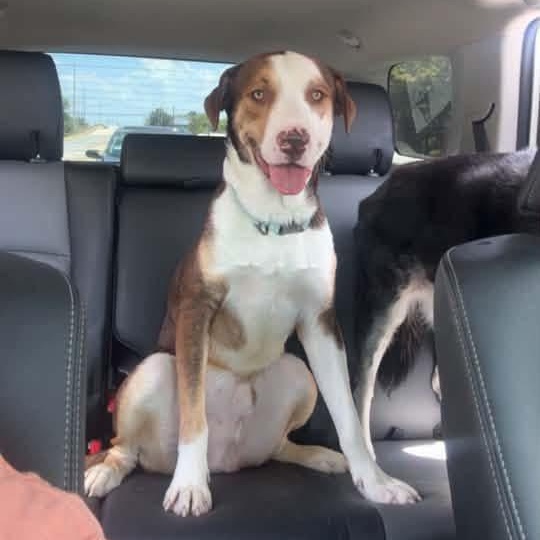 Enlarge DUSTY, a Adopted mixed breed in Fosters, AL image 2/6