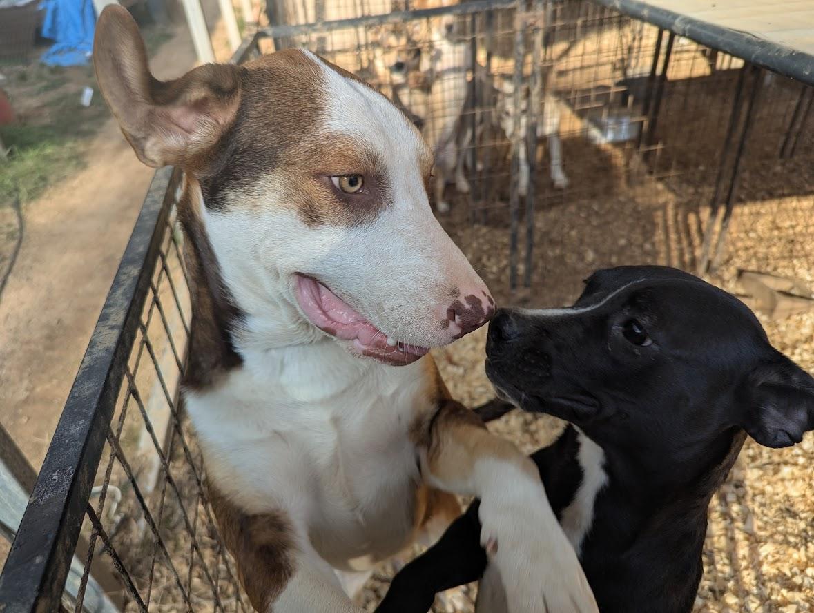 Enlarge DUSTY, a Adopted mixed breed in Fosters, AL image 3/6