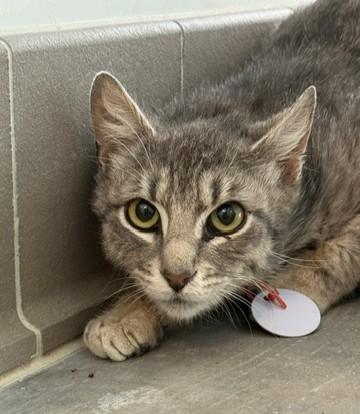 Tallulah, Adoptable, Adult Female Domestic Short Hair & Domestic Short Hair.