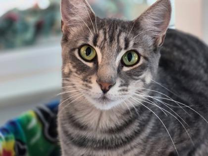 Tallulah, Adoptable, Adult Female Domestic Short Hair & Domestic Short Hair.
