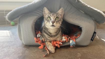 Tallulah, Adoptable, Adult Female Domestic Short Hair & Domestic Short Hair.