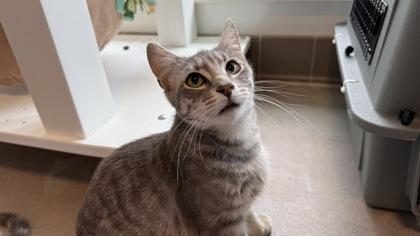 Enlarge Tallulah, a Adoptable mixed breed in Sultan, WA image 3/3