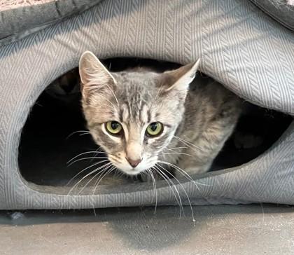 Enlarge Tallulah, a Adoptable mixed breed in Sultan, WA image 2/2