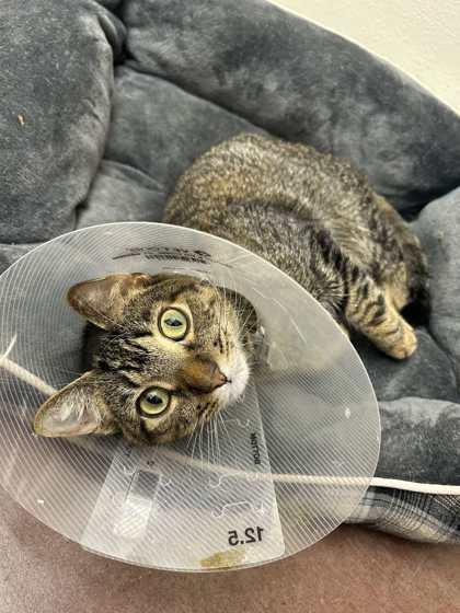 Enlarge Luke, a Adoptable mixed breed in Aberdeen, SD image 1/3