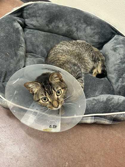Enlarge Luke, a Adoptable mixed breed in Aberdeen, SD image 3/3