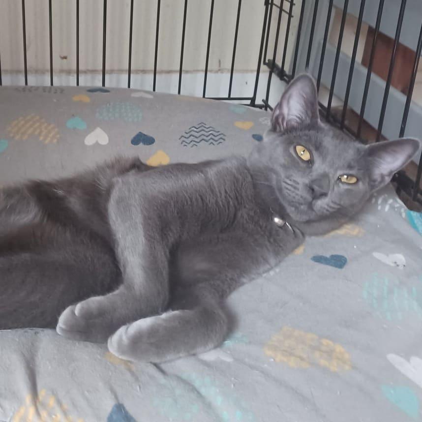 Enlarge Smudge, a Adoptable Domestic Short Hair in Tampa, FL image 1/3