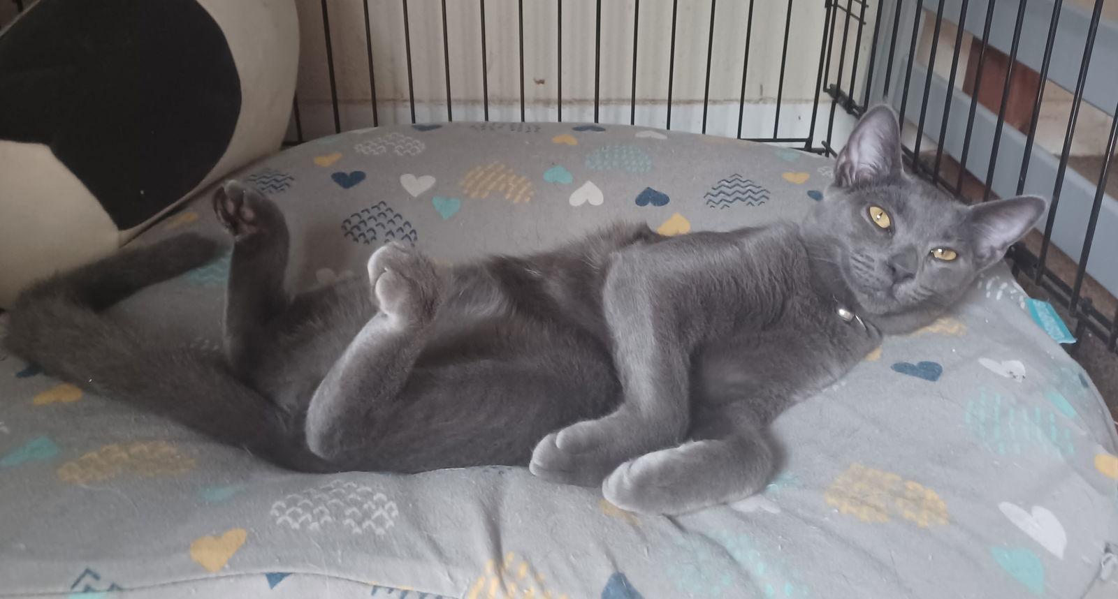 Enlarge Smudge, a Adoptable Domestic Short Hair in Tampa, FL image 2/3