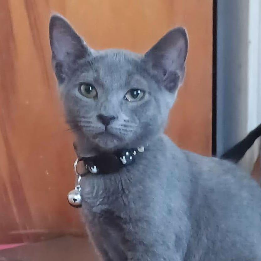 Enlarge Smudge, a Adoptable Domestic Short Hair in Tampa, FL image 3/3